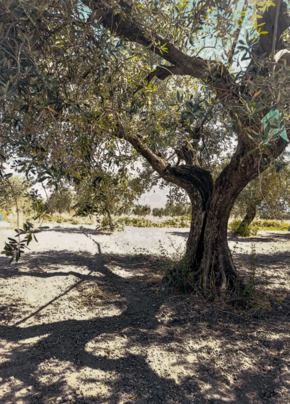 A second life for olive production residues 1