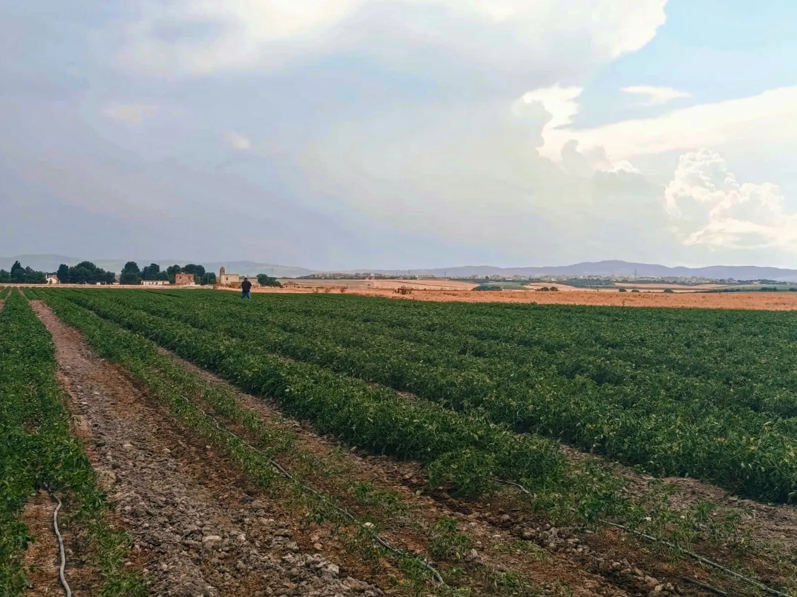 One field, different needs: why knowing the soil makes the difference 1